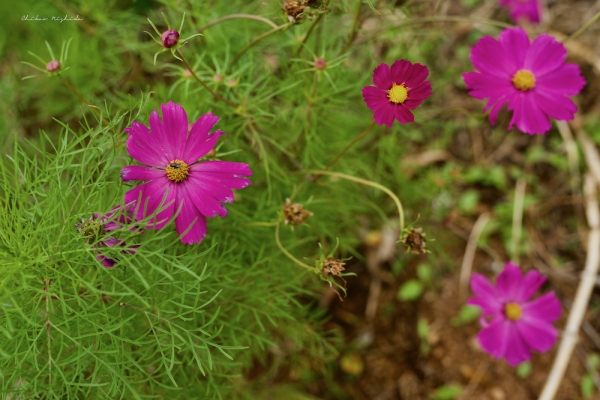 cosmos-hanko-2