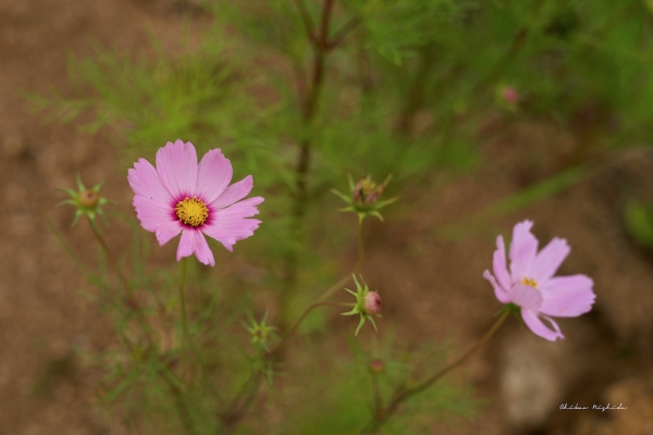 cosmos-hanko-3