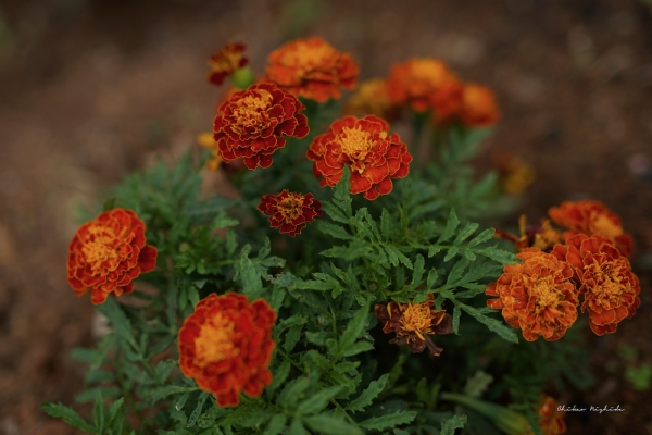 marigold-hanko-1