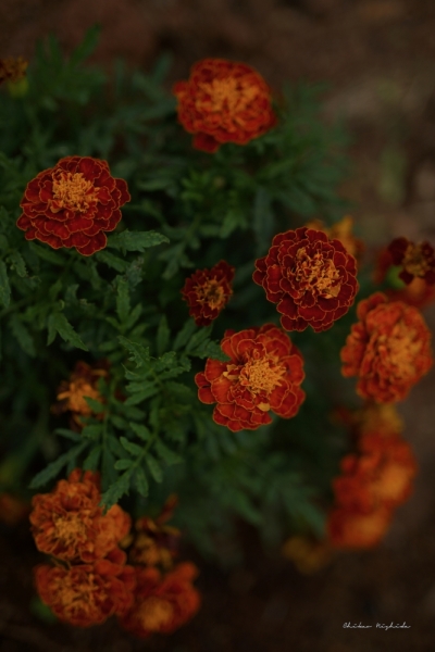 marigold-hanko-2