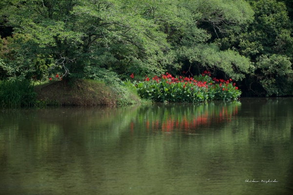 hakenomiya-lotus-07