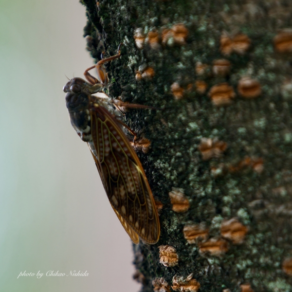 ファイル名: 2021cicada.jpeg
ファイルサイズ: 1.11MB
→クリックで元のサイズを表示 2021cicada