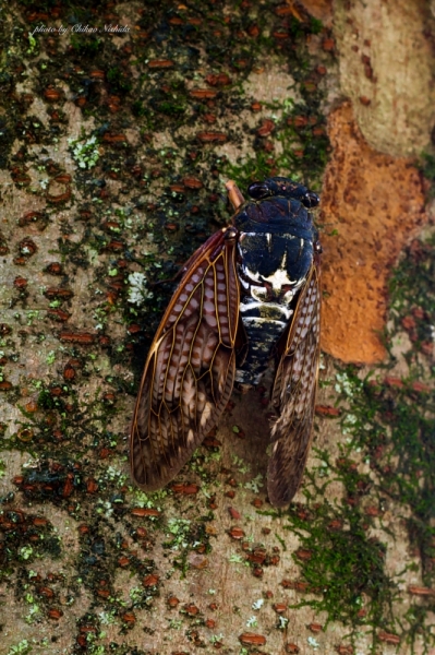 ファイル名: CICADA-UEKI.jpeg
ファイルサイズ: 664KB
→クリックで元のサイズを表示 CICADA-UEKI