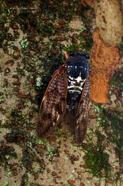 CICADA-UEKI