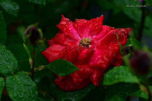 red-rose-001