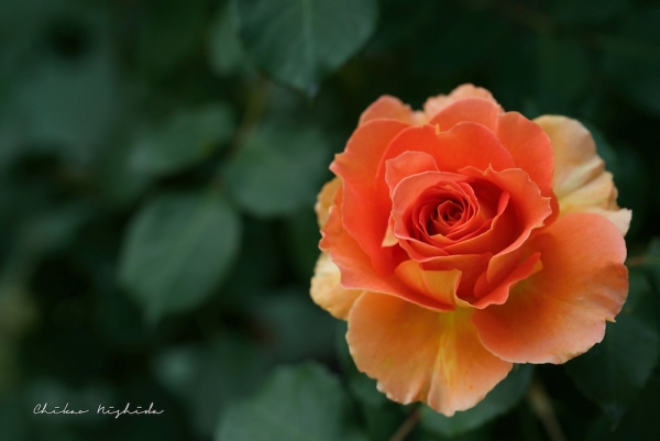 red-rose-002