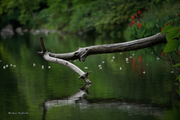 ファイル名: nature-002.jpeg
ファイルサイズ: 656.9KB
→クリックで元のサイズを表示 nature-002