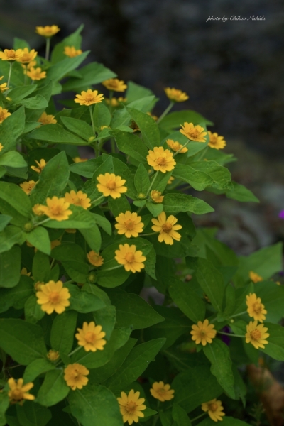 ファイル名: yellow-flower-001.jpeg
ファイルサイズ: 401.2KB
→クリックで元のサイズを表示 yellow-flower-001