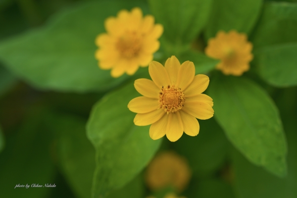 ファイル名: yellow-flower-002.jpeg
ファイルサイズ: 577.4KB
→クリックで元のサイズを表示 yellow-flower-002
