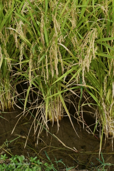 ファイル名: kikuka-rice-003.jpeg
ファイルサイズ: 662.5KB
→クリックで元のサイズを表示 kikuka-rice-003