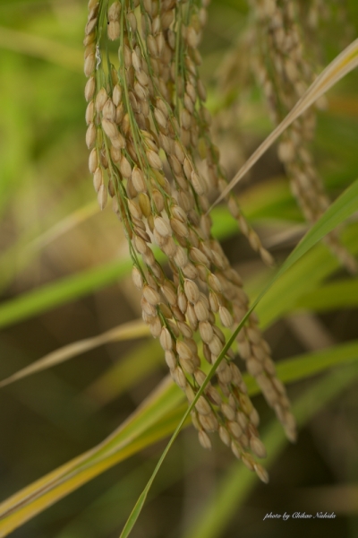 ファイル名: kikuka-rice-004.jpeg
ファイルサイズ: 369.4KB
→クリックで元のサイズを表示 kikuka-rice-004