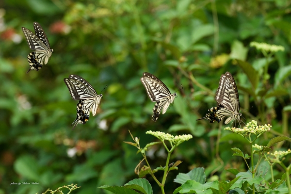 ファイル名: butterfly-0001.jpeg
ファイルサイズ: 777.6KB
→クリックで元のサイズを表示 butterfly-0001