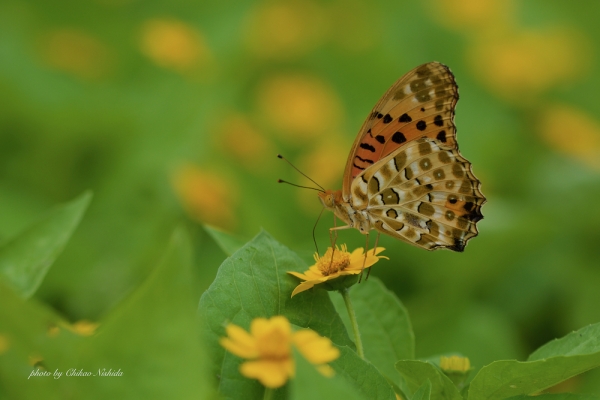 ファイル名: butterfly-0003.jpeg
ファイルサイズ: 674.3KB
→クリックで元のサイズを表示 butterfly-0003