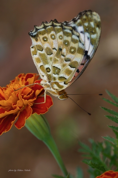 ファイル名: butterfly-0004.jpeg
ファイルサイズ: 401.6KB
→クリックで元のサイズを表示 butterfly-0004