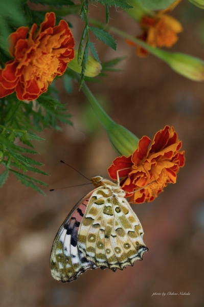 ファイル名: butterfly-0005.jpeg
ファイルサイズ: 418.4KB
→クリックで元のサイズを表示 butterfly-0005