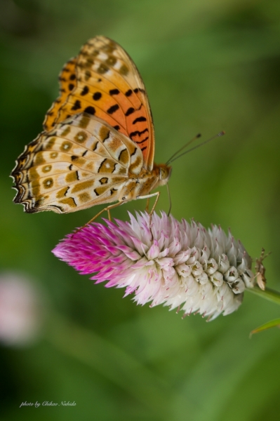 ファイル名: butterfly-0006.jpeg
ファイルサイズ: 391.1KB
→クリックで元のサイズを表示 butterfly-0006