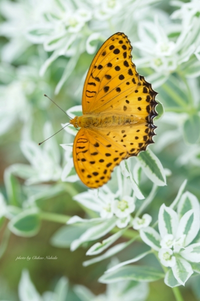 ファイル名: butterfly-0007.jpeg
ファイルサイズ: 389.7KB
→クリックで元のサイズを表示 butterfly-0007