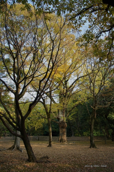 gokoku-shrine-004