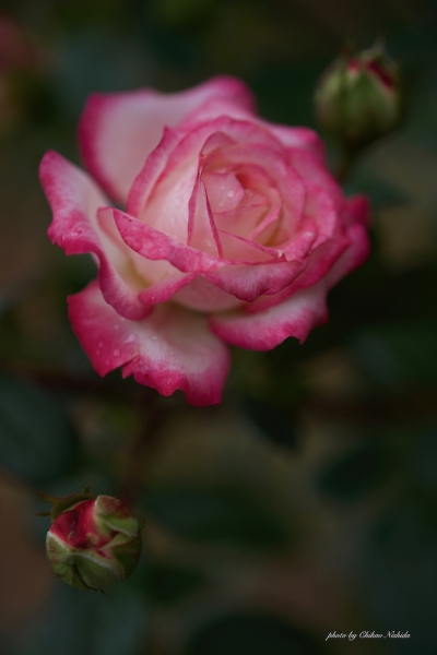 ファイル名: D800E-90.jpeg
ファイルサイズ: 596.7KB
→クリックで元のサイズを表示 D800E-90