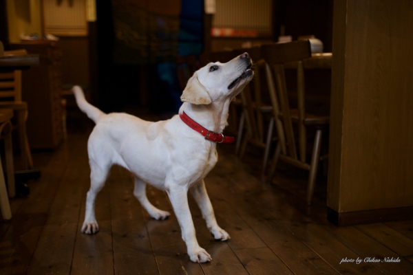 ファイル名: d800-dog-001.jpeg
ファイルサイズ: 615.9KB
→クリックで元のサイズを表示 d800-dog-001