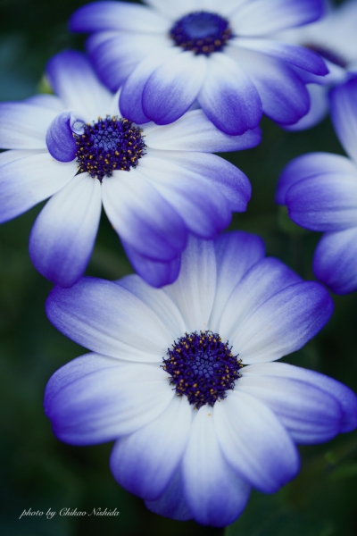 ファイル名: df-flower-001.jpeg
ファイルサイズ: 785.9KB
→クリックで元のサイズを表示 df-flower-001