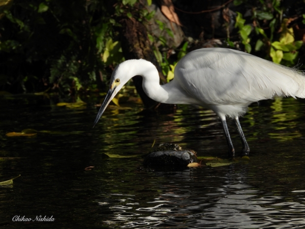 ファイル名: little-egret-1209-001.jpeg
ファイルサイズ: 759.5KB
→クリックで元のサイズを表示 little-egret-1209-001