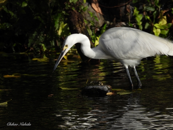 little-egret-1209-001