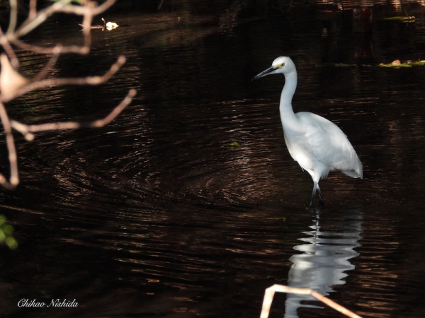 ファイル名: little-egret-1209-002.jpeg
ファイルサイズ: 782.6KB
→クリックで元のサイズを表示 little-egret-1209-002