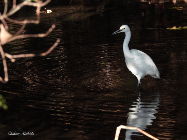 little-egret-1209-002