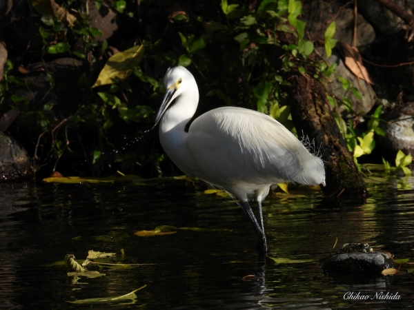 little-egret-1209-003