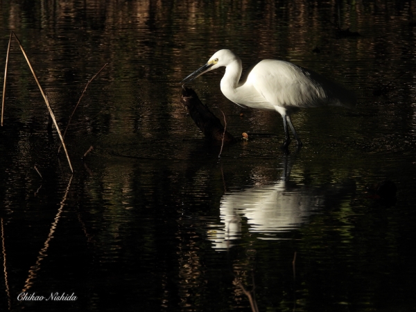ファイル名: little-egret-1209-004.jpeg
ファイルサイズ: 797KB
→クリックで元のサイズを表示 little-egret-1209-004