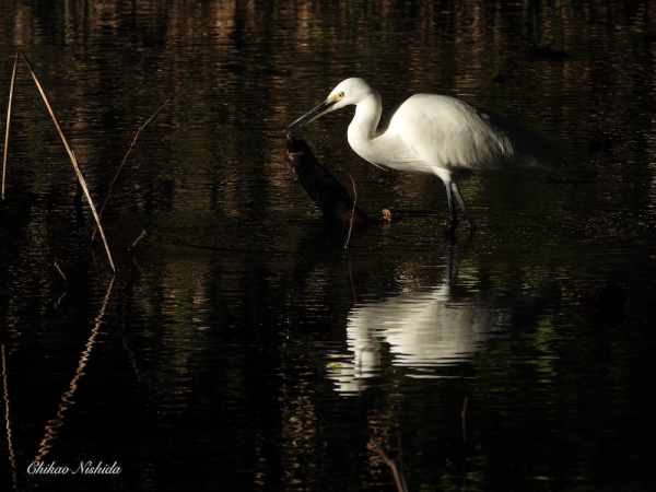 little-egret-1209-004