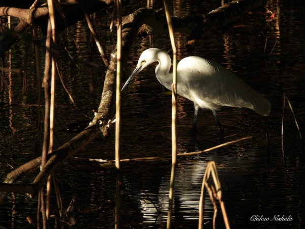 ファイル名: little-egret-1209-005.jpeg
ファイルサイズ: 885KB
→クリックで元のサイズを表示 little-egret-1209-005