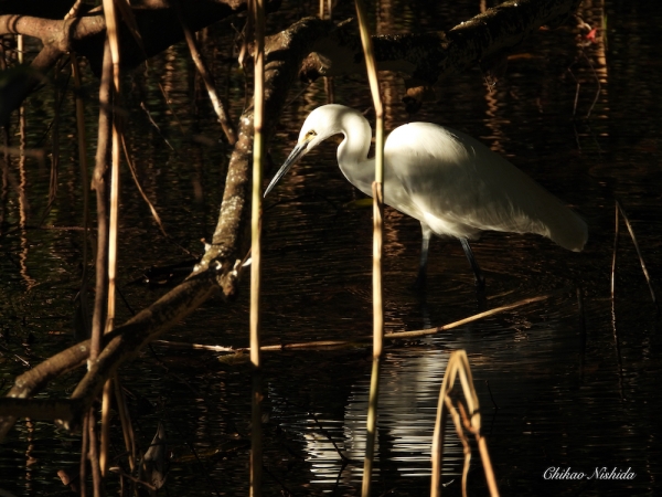 little-egret-1209-005