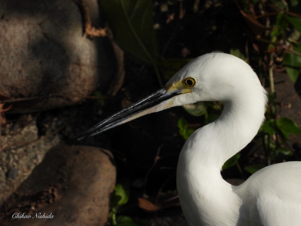 little-egret-1209-006