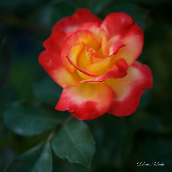 ファイル名: flowers-2021-001.jpeg
ファイルサイズ: 921.3KB
→クリックで元のサイズを表示 flowers-2021-001