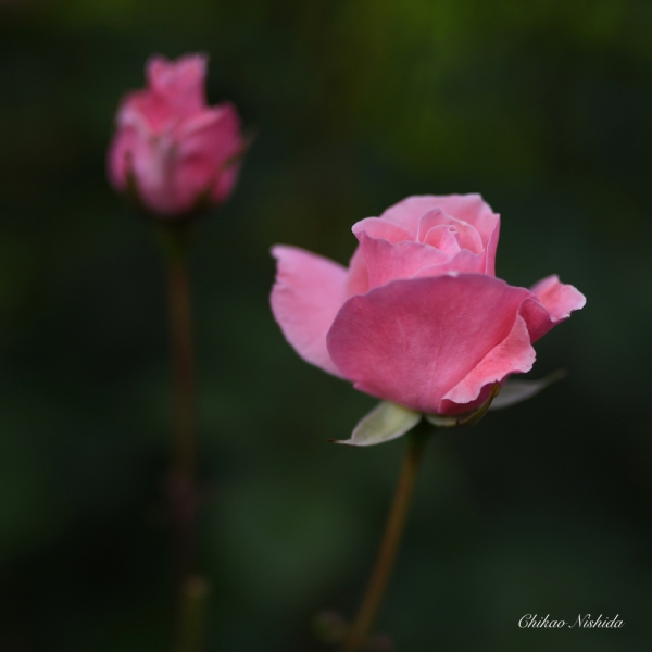 ファイル名: flowers-2021-002.jpeg
ファイルサイズ: 804.9KB
→クリックで元のサイズを表示 flowers-2021-002