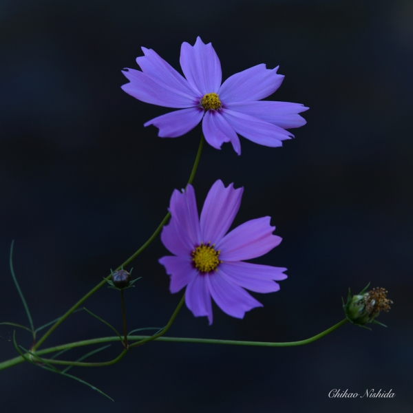 ファイル名: flowers-2021-003.jpeg
ファイルサイズ: 946.7KB
→クリックで元のサイズを表示 flowers-2021-003
