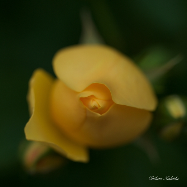 ファイル名: flowers-2021-005.jpeg
ファイルサイズ: 941.6KB
→クリックで元のサイズを表示 flowers-2021-005
