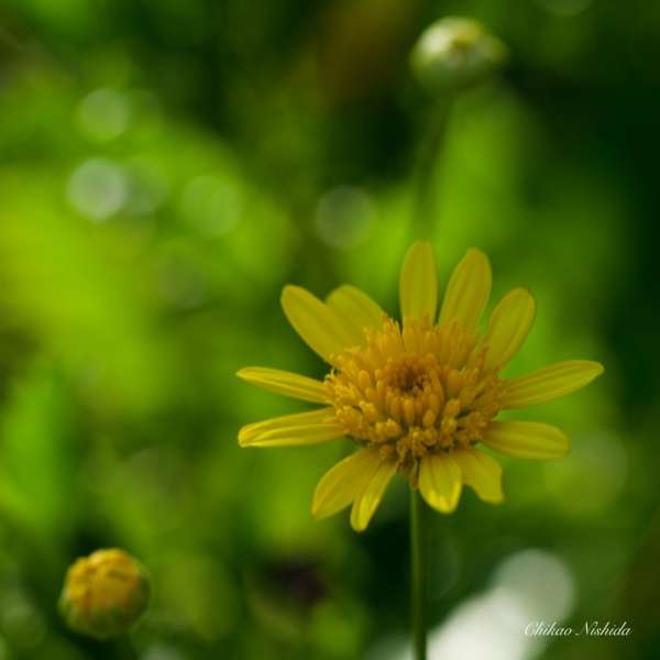 ファイル名: flowers-2021-007.jpeg
ファイルサイズ: 904.2KB
→クリックで元のサイズを表示 flowers-2021-007
