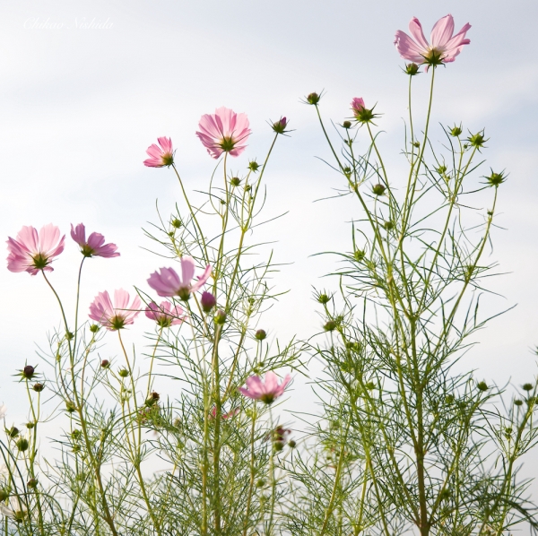 ファイル名: flowers-2021-009.jpeg
ファイルサイズ: 1.50MB
→クリックで元のサイズを表示 flowers-2021-009