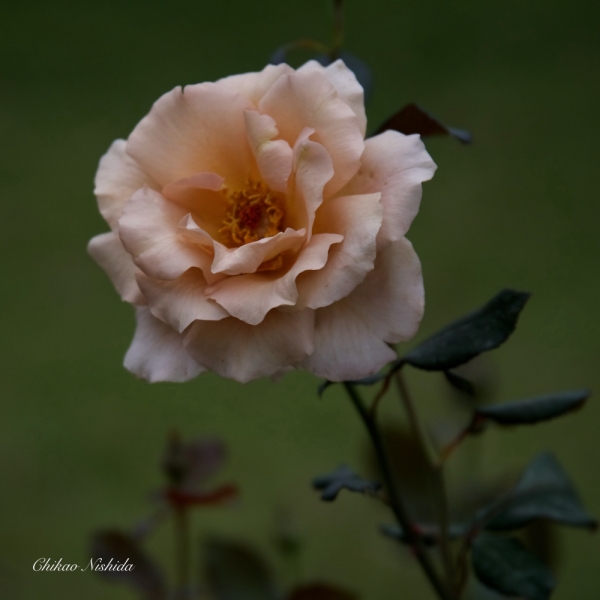 ファイル名: flowers-2021-010.jpeg
ファイルサイズ: 774.6KB
→クリックで元のサイズを表示 flowers-2021-010