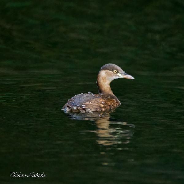 GREBE-20211214-001