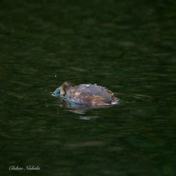 GREBE-20211214-002