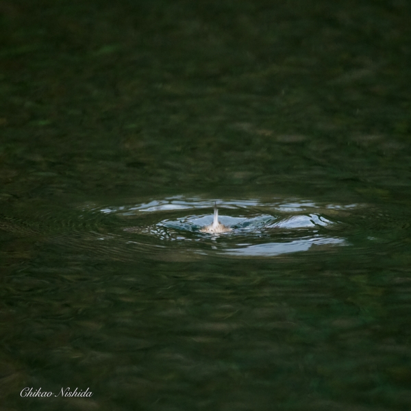 GREBE-20211214-004