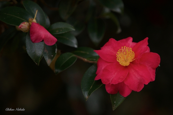 CAMELLIA-2021-001