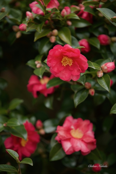 CAMELLIA-2021-002