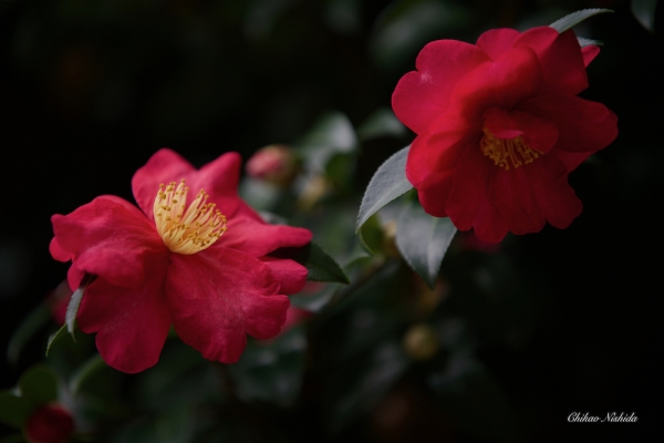 CAMELLIA-2021-003