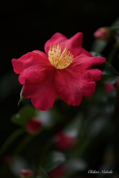 CAMELLIA-2021-004