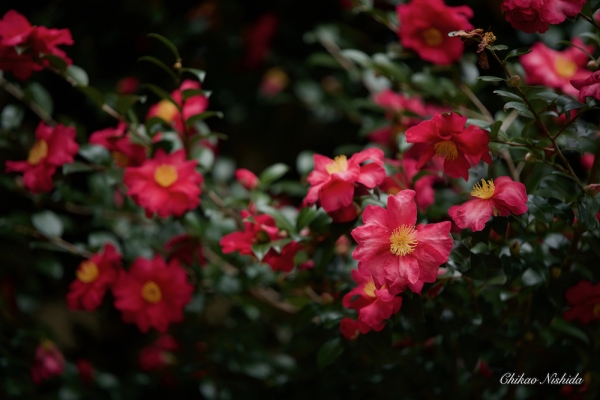 CAMELLIA-2021-005